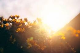 chrysanthemums in sunlight